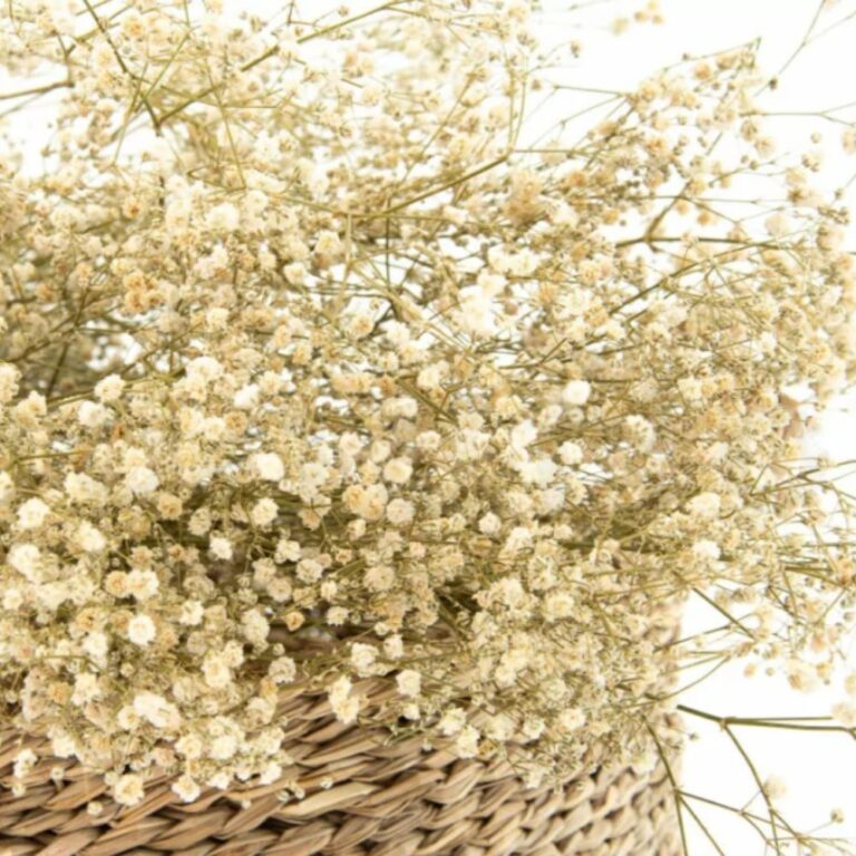 Gipsofila-natur