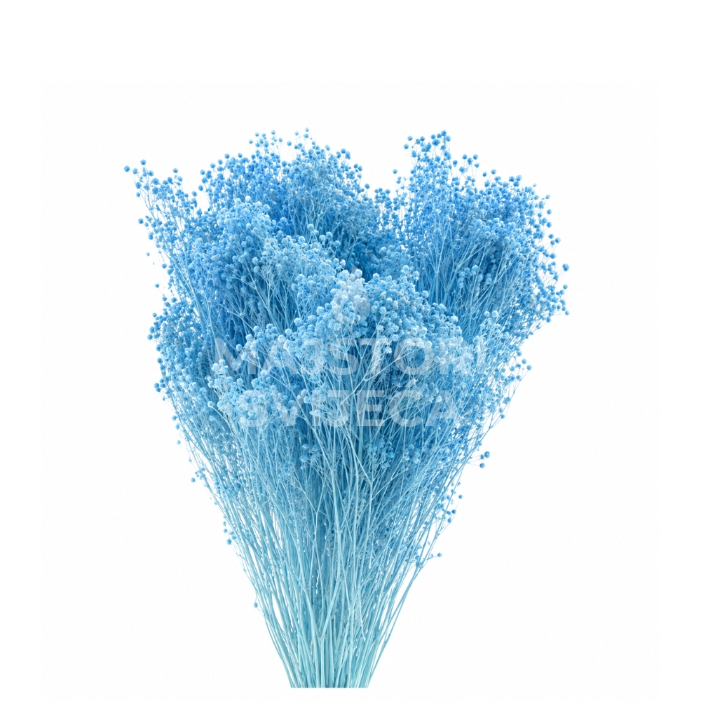broom bloom